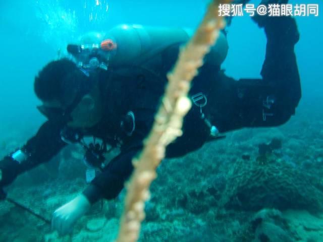 救援萌老虎